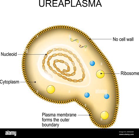 Illustrazione del batterio Ureaplasma