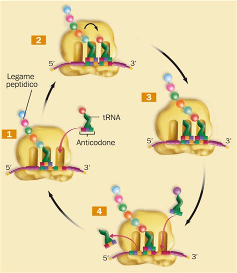 Ciclo di sintesi proteica muscolare