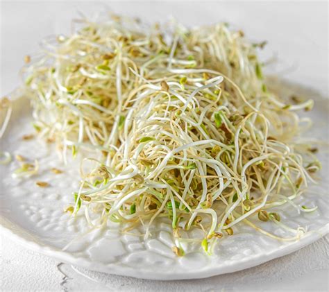 Germogli di fieno greco