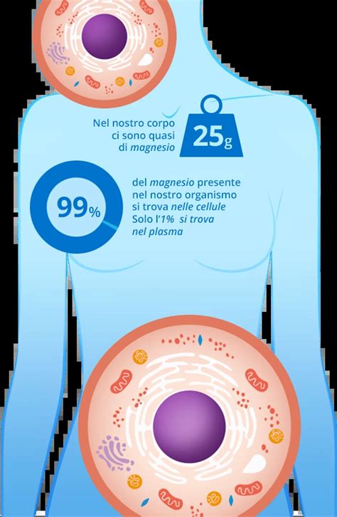 Schema che illustra il ruolo del magnesio nel corpo umano