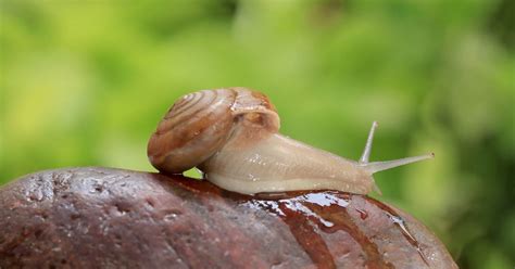 Composizione chimica della bava di lumaca