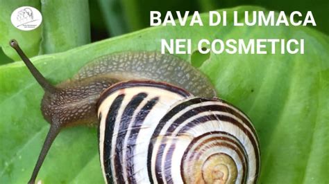 Effetti della bava di lumaca sulle cicatrici