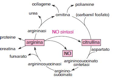 Schema del ciclo dell'ossido nitrico coinvolgente la L-arginina