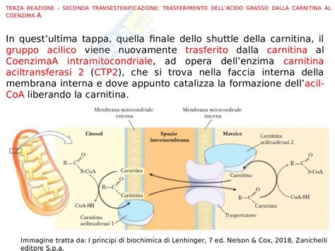 Trasporto di acidi grassi nei mitocondri