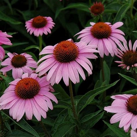 Pianta di Echinacea purpurea