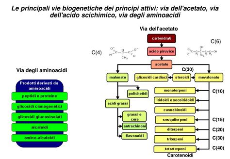 Schema dei principi attivi dell'Echinacea