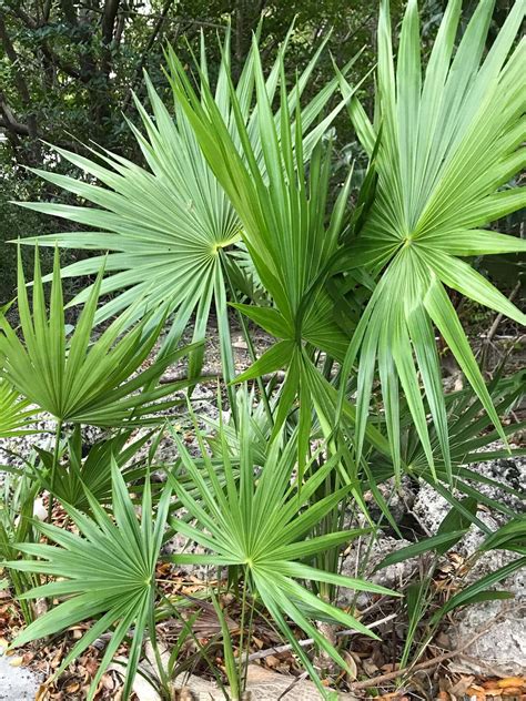 Pianta di Serenoa repens (Saw Palmetto)