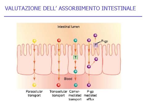 Schema dell'assorbimento intestinale del magnesio