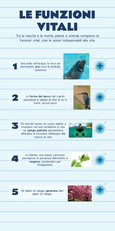 Schema degli ingredienti attivi di Kilocal e le loro funzioni