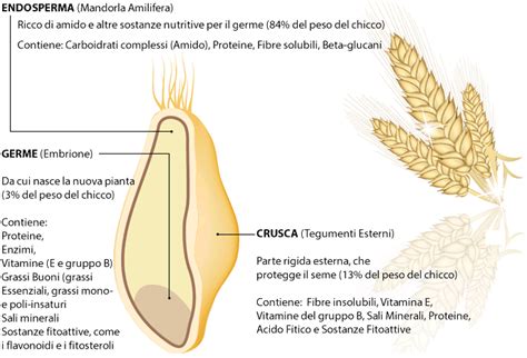 Schema dei benefici dell'olio di germe di grano per la pelle