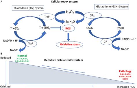 Diagram illustrating the redox system in cells