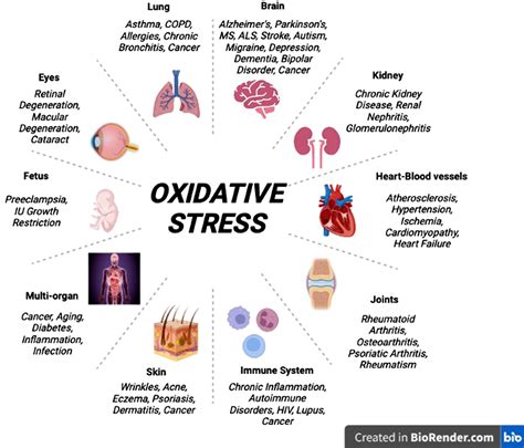 Infographic on the causes and effects of oxidative stress