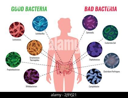 Illustrazione dei batteri intestinali buoni e cattivi