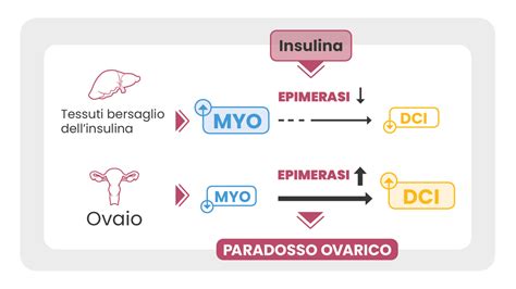 Schema che illustra il rapporto 40:1 tra Myo-Inositolo e D-Chiro-Inositolo