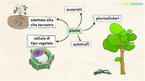 Schema delle interazioni del carbone vegetale