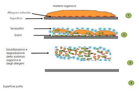 Grafico sull'azione sinergica degli ingredienti