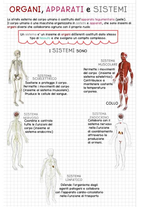 Schema del sistema digestivo umano con evidenziati gli organi correlati agli oligoelementi