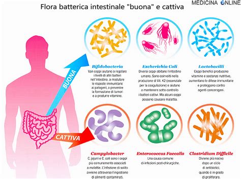 Schema dell'intestino umano con la flora batterica
