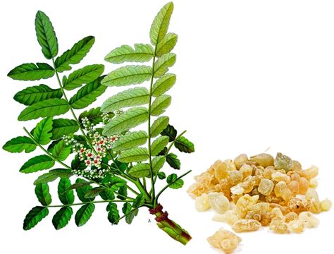 Pianta di Boswellia Serrata e la sua resina