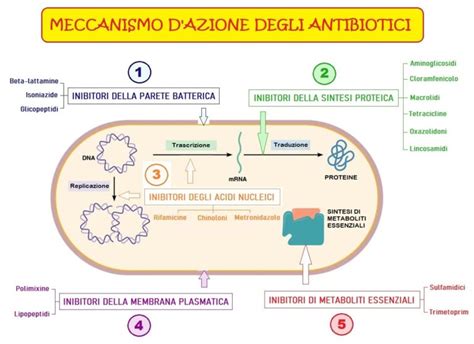 Infografica sui meccanismi d'azione della Boswellia