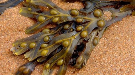 Alga Fucus vesiculosus