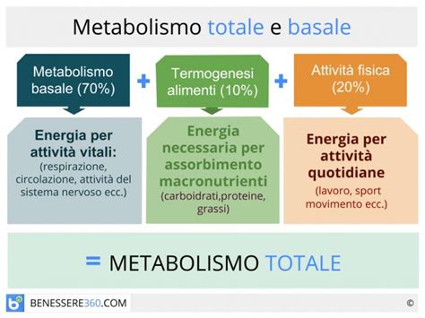 Schema del metabolismo basale