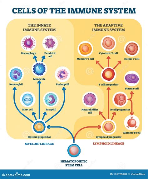Diagramma del sistema immunitario