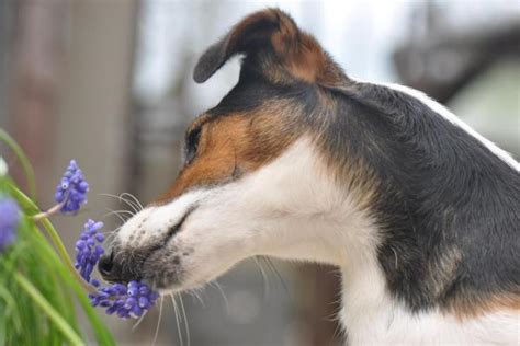 cane che mangia una pianta velenosa