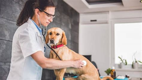 cane dal veterinario dopo intossicazione