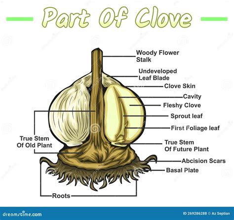 Illustrazione scientifica dell'aglio e dei suoi bulbi