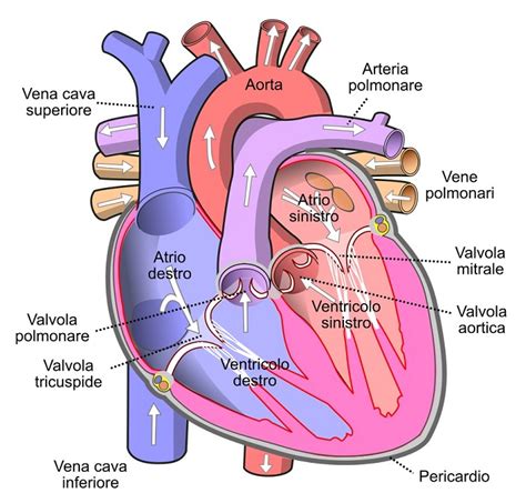Immagine stilizzata di un cuore sano e di un sistema circolatorio