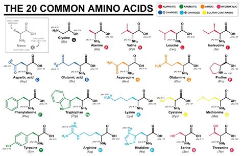 Diagramma degli amminoacidi essenziali e loro funzioni