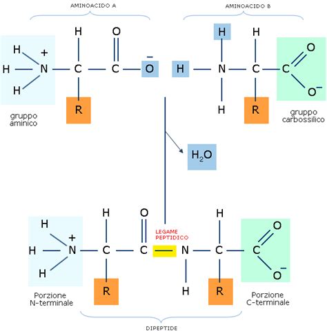 Schema della formazione di un legame peptidico