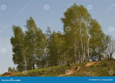 Paesaggio con betulle