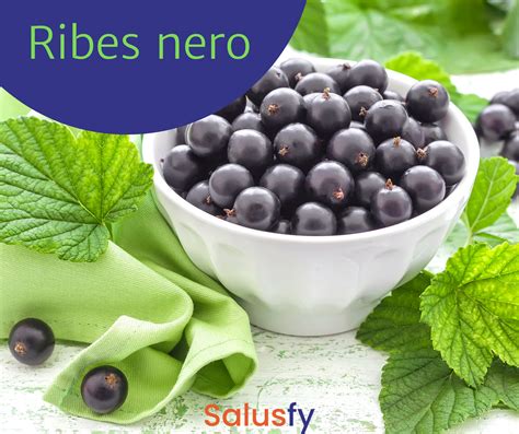 Schema dei benefici del Ribes Nero