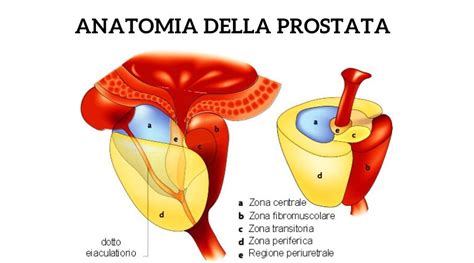 Schema che illustra la fisiologia della prostata
