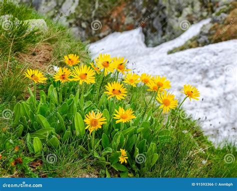 Fiori di Arnica Montana