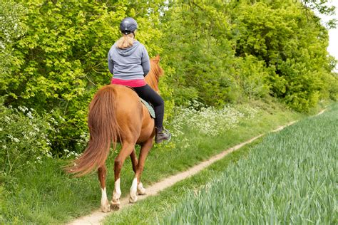 Cavallo durante un'attività sportiva
