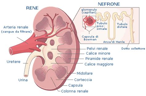 Schema del rene e dei nefroni