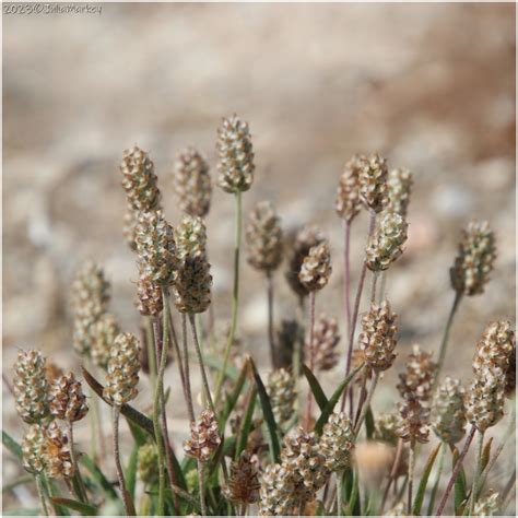 Pianta di Plantago psyllium