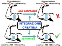 Grafico che illustra i tempi di assunzione della creatina