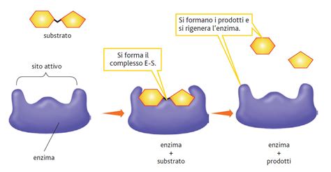 Schema della struttura molecolare di un enzima con oligoelementi