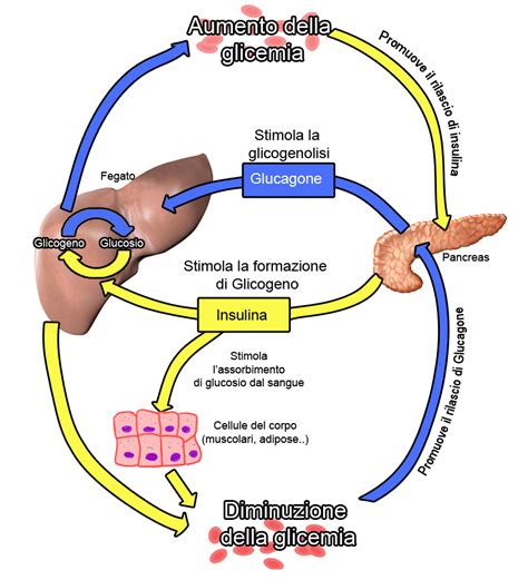 Schema che illustra l'equilibrio ormonale e il ruolo di zinco e rame