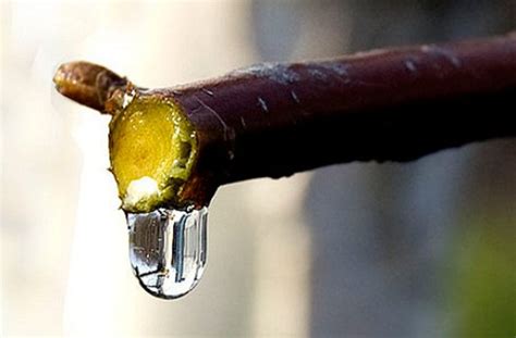 Illustrazione della linfa di betulla che gocciola da un albero