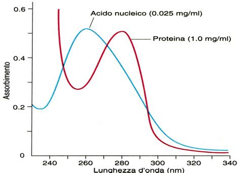 Grafico sull'assorbimento delle proteine nel tempo