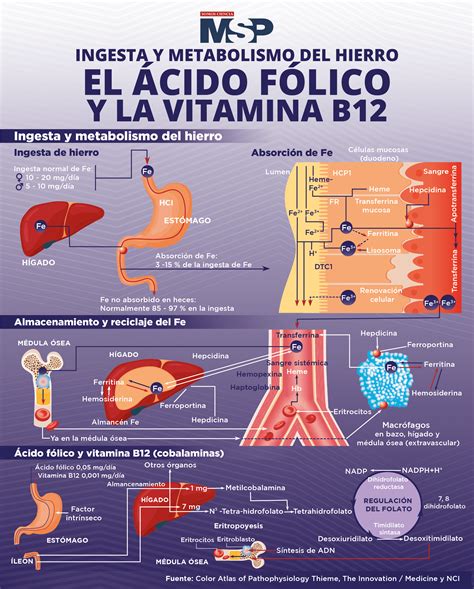 Grafico che illustra la relazione tra acido folico, vitamina B12 e danni neurologici