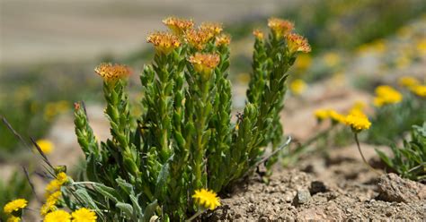 Pianta di Rhodiola Rosea in ambiente montano