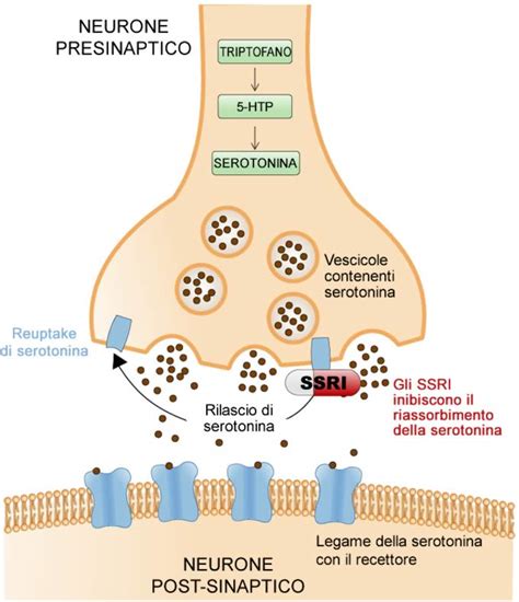 Schema del meccanismo d'azione della Rhodiola sulla serotonina e dopamina