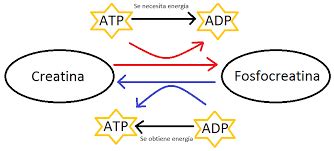 Schema del ciclo creatina-fosfocreatina e ATP