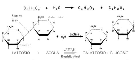 Schema del processo di scissione del lattosio tramite lattasi prodotta da batteri modificati